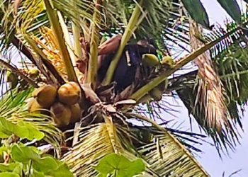 Suroso tidur di atas pohon kelapa (Foto: Dok. Polsek Pesanggaran)