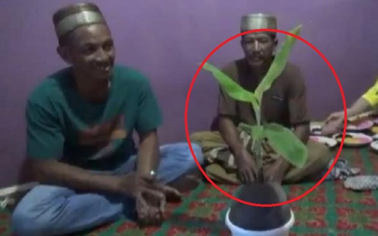 Penampakan buah kelapa bertunaskan daun pisang milik warga Desa Lambur, Kecamatan Muara Sabak Timur, Kabupaten Tanjungjabung Timur, Jambi . (Foto/Ist)