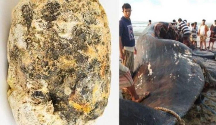 35 nelayan di Yaman kaya mendadak setelah menemukan sebongkah muntah ikan paus atau ambergris (Screengrab: KT)