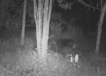 Beruang madu di Kabupaten Agam usai BKSDA terekam camera trap. (dok BKSDA Agam)