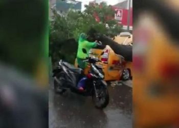 Mobil angkot berpenumpang perawat RSUP Haji Adam Malik Medan tertimpa pohon tumbang, Senin (28/6/2021). (Foto: iNews/Ahmad Ridwan Nasution)