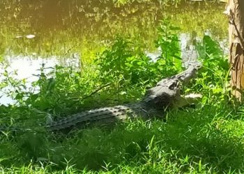 Buaya di rawa-rawa tertangkap kamera. (Foto: Dok iNews).