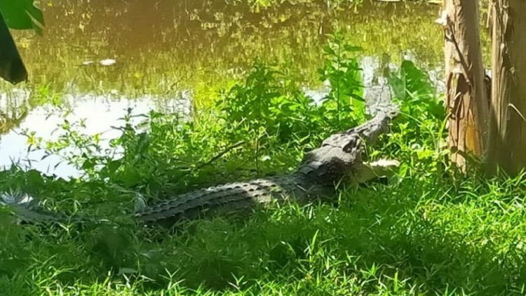 Buaya di rawa-rawa tertangkap kamera. (Foto: Dok iNews).