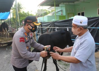 Kapolres Pematangsiantar AKBP Boy S. B. Siregar S. I. K, menyerahkan hewan kurban berupa satu ekor sapi dari Kapolda Sumut, Irjen. Pol. Drs. R.Z. Panca Putra S., MSi, kepada Ketua MUI  Kota Pematangsiantar.