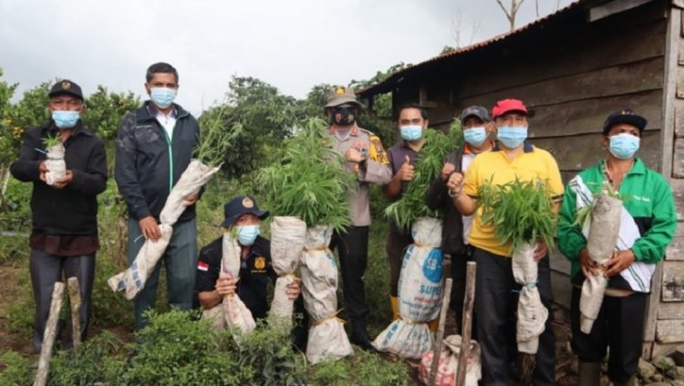 Ratusan pohon ganja yang diamankan personel Polres Dairi. (Foto: istimewa)