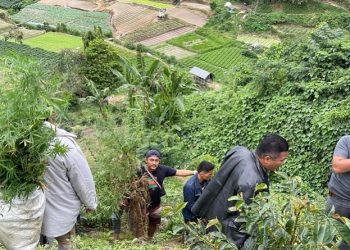 Petugas saat mencabut puluhan batang ganja yang ditemukan di perladangan Desa Sempajaya, Kecamatan Berastagi. (Foto: istimewa)