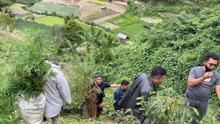 Petugas saat mencabut puluhan batang ganja yang ditemukan di perladangan Desa Sempajaya, Kecamatan Berastagi. (Foto: istimewa)