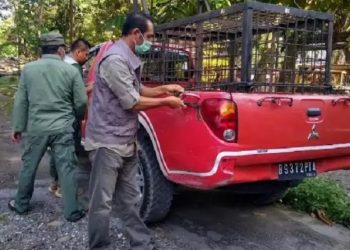 BBKSDA Riau memasang jebakan di lokasi harimau memangsa remaja di Kabupaten Siak. (Foto: MPI/Banda H Tanjung)