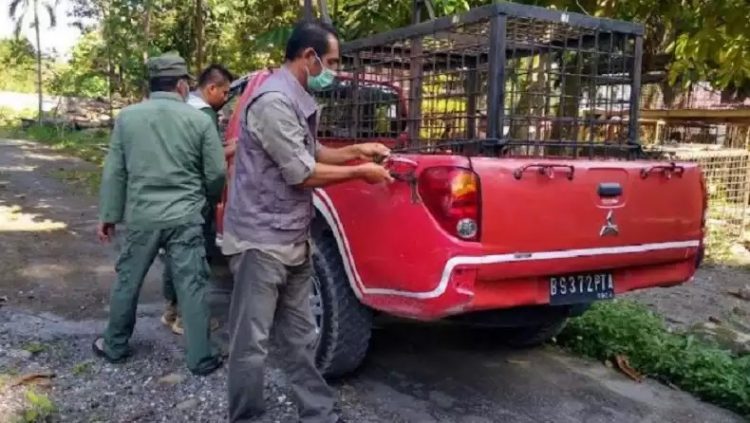 BBKSDA Riau memasang jebakan di lokasi harimau memangsa remaja di Kabupaten Siak. (Foto: MPI/Banda H Tanjung)