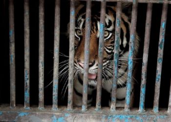 Foto: Harimau di Taman Margasatwa Ragunan sempat positif Corona (Dok. FB Anies Baswedan)