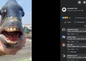 Ikan bergigi manusia menjadi viral. [Facebook]