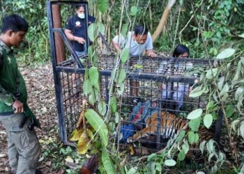 Seekor harimau diduga menyerang manusia ditangkap di Siak, Riau. (Foto: BBKSDA Riau)