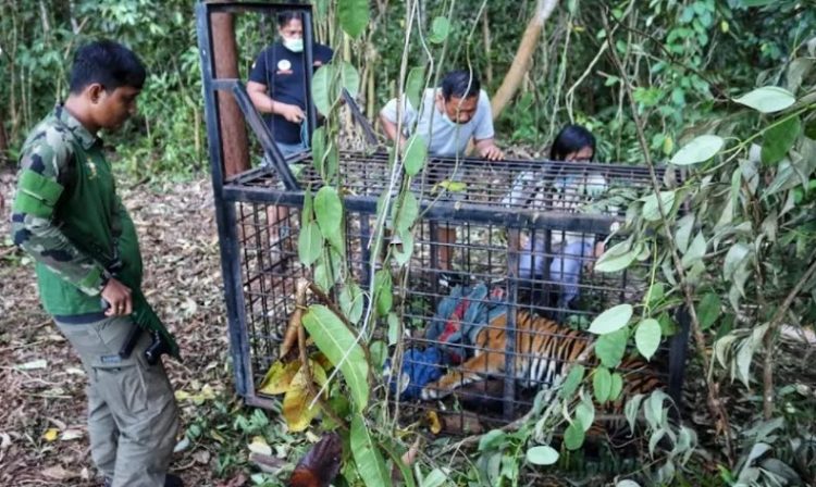 Seekor harimau diduga menyerang manusia ditangkap di Siak, Riau. (Foto: BBKSDA Riau)