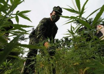 Badan Narkotika Nasional (BNN) menemukan ladang ganja seluas empat hektare di Dusun Cot Lawatu, Desa Sawang, Kecamatan Sawang (Antara)