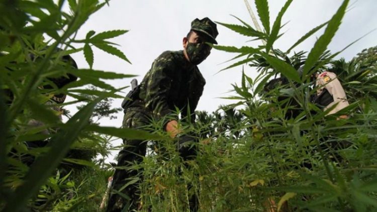 Badan Narkotika Nasional (BNN) menemukan ladang ganja seluas empat hektare di Dusun Cot Lawatu, Desa Sawang, Kecamatan Sawang (Antara)