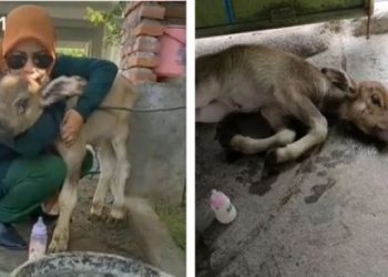 Wanita tebus dan rawat anak sapi dari rumah pemotongan hewan (facebook)