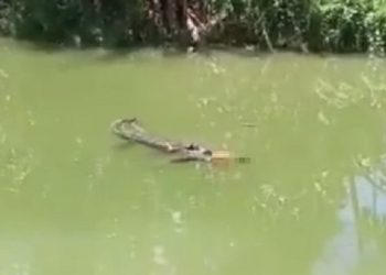 Jasad remaja yang diterkam buaya saat mandi di Sungai Mala Oge di Kabupaten Buton, Sulawesi Tenggara, akhirnya berhasil ditemukan. Foto/iNews TV/Andhy Eba