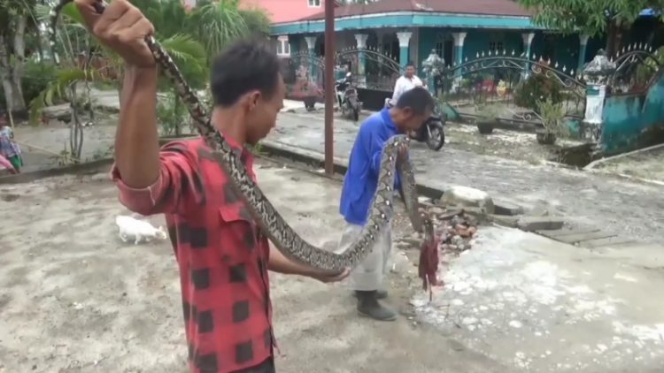 Ular Piton yang ditangkap warga Tanjungbalai, Sumut (Ulil Amri/MNC Portal)