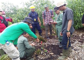 Konflik manusia dengan harimau Sumatera kembali terjadi di Provinsi Riau. Kali, anak perempuan berusia 12 tahun berinisial MS dimangsa si raja hutan. MPI/Banda