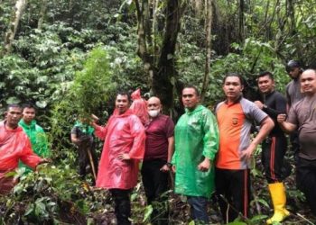 Ladang ganja di kaki Gunung Kerinci, Jambi. [ANTARA]