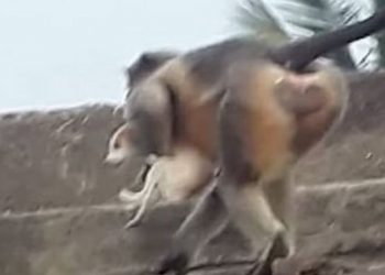Seekor monyet menculik anak anjing di Lavool lalu melemparnya dari bangunan tinggi (Foto: News18)