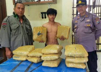 Seorang pemuda warga Desa Ujung Batu, Kecamatan Sosa, Kabupaten Padanglawas, Sumatera Utara (Sumut) ditangkap karena membawa 12 bal ganja.Foto/Zia Nasution