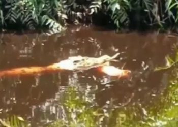 Tangkapan layar penampakan buaya mangsa kambing di Indragiri Hilir, Riau. [Ist]