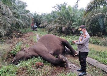 Gajah Sumatera berusia dewasa yang ditemukan mati tersetrum kabel PLN di kawasan kebun sawit di Bengkalis, Riau. (Foto: ist)