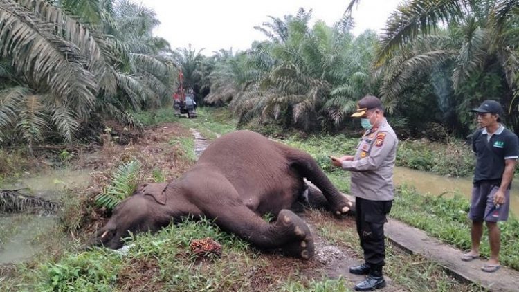 Gajah Sumatera berusia dewasa yang ditemukan mati tersetrum kabel PLN di kawasan kebun sawit di Bengkalis, Riau. (Foto: ist)