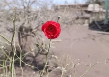 Gubernur Khofifah memotret mawar merah yang selamat dari amuk Gunung Semeru. [Instagram/@khofifah.ip]
