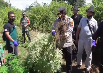 Polres Tanah Karo berhasil menemukan 516 batang ganja dari dua ladang di Kecamatan Tigapanah, Kabupaten Karo, dengan dua orang tersangka. Foto/iNews TV/Eka Hetriansyah