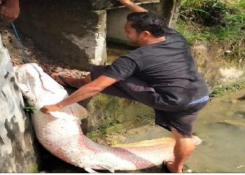 Warga sedang mengangkat ikan raksasa yang ditemukan di selokan saat banjir, di Lhokseumawe, Aceh, Rabu (5/1/2021) (Foto: Antara)