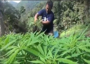 Petugas gabungan menemukan ribuan batang ganja yang ditanam di Perbukitan Tor Sihite, Kabupaten Mandailing Natal (Madina), Sumatera Utara. Foto/iNews TV/Ahmad Husein Lubis