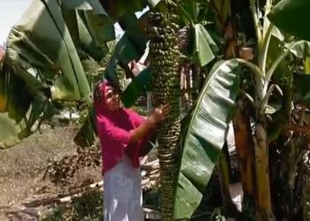 Pisang unik tumbuh di kebun milik warga di Kabupaten Mandailing Natal, Sumatra Utara, buahnya mencapai seribu biji, dan tandannya memanjang hingga ke menyentuh tanah. Foto/iNews TV/Ahmad Husein Lubis