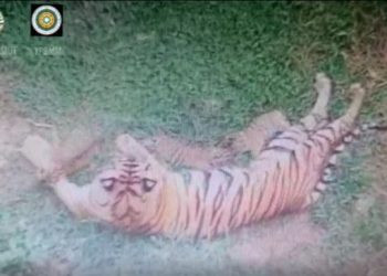 Gadis Lahirkan 3 Ekor Anak Harimau di Sanctuary Barumun. [Ist]