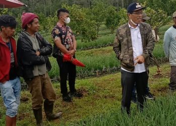 Bupati Dosmar bersama petani di Desa Hutagurgur memberikan semangat kepada petani, disela-sela d melihat hasil pertanian warga Hutagurgur, Nipson Lumbangaol.