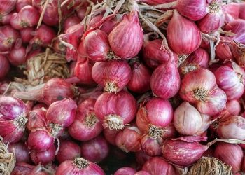 Foto ilustrasi bawang merah. (Net)