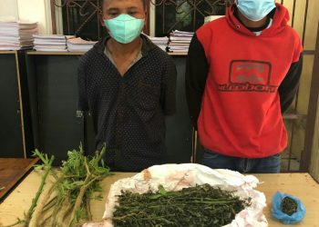 Foto kedua pelaku dan barang bukti ganja yang diamankan Polisi.
