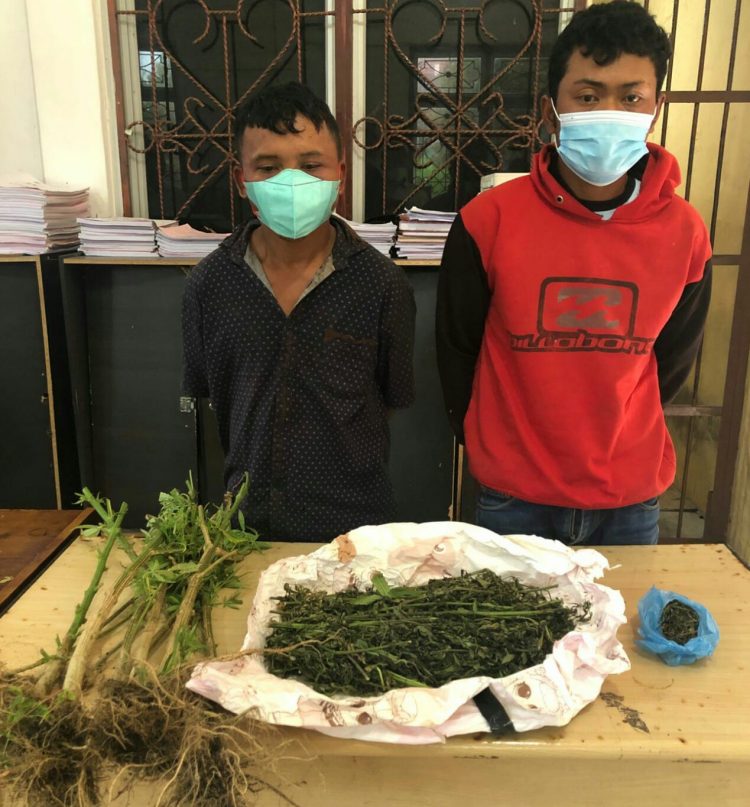 Foto kedua pelaku dan barang bukti ganja yang diamankan Polisi.