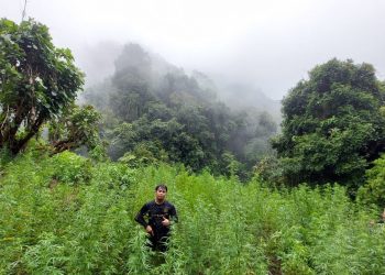 Tim Gabungan Temukan 2 Hektar Ladang Ganja di Pegunungan Tor Mangompang Mandailing Natal.