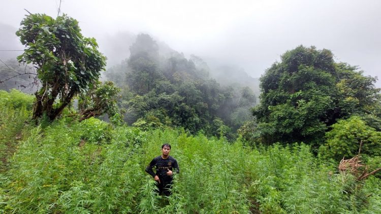 Tim Gabungan Temukan 2 Hektar Ladang Ganja di Pegunungan Tor Mangompang Mandailing Natal.