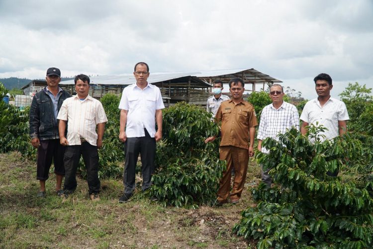 Bupati Humbahas, Dosmar Banjarnahor meninjau lahan pertanian kopi milik Ungkap, belum lama ini. Lahan ini dulunya adalah lahan tidak produktif, kini sudah ditanami kopi dengan hasil panen perdana berumur 2 tahun sudah 500 kg.