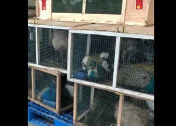 Ribuan burung impor tertahan di Gudang Kargo Bandara Internasional Kualanamu, Deliserdang, Sumatera Utara. (Foto: Istimewa).