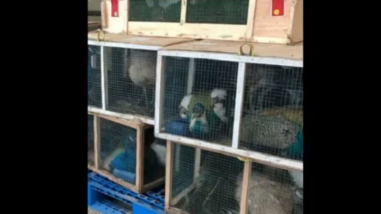 Ribuan burung impor tertahan di Gudang Kargo Bandara Internasional Kualanamu, Deliserdang, Sumatera Utara. (Foto: Istimewa).