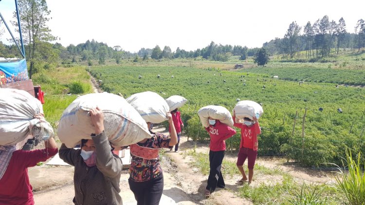 Pertanian Marpadot binaan Anggota DPRD Sumut, Pantur Banjarnahor, sukses tanam cabai, bisa produksi 52 ton.