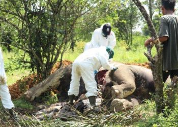 Gajah yang mati di Langkat ditemukan petugas BKSDA Sumut. Di tubuh Gajah tersebut ditemukan sejumlah luka tusukan. Gajah tersebut kemudian dikubur usai diperiksa.  HO
