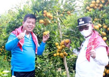 Bupati Simalungun, Radiapoh Hasiholan Sinaga, bersama Wakil Bupati, H Zonny Waldi, saat panen jeruk di Nagori Saribujandi, Rabu (27/4/2022), lalu.
