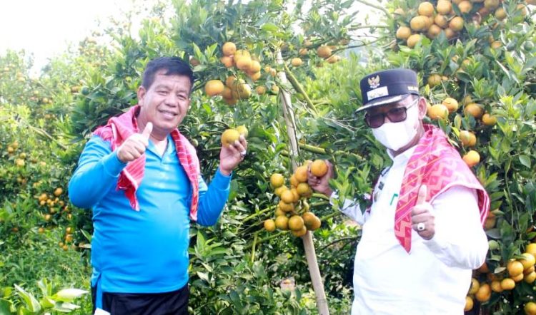 Bupati Simalungun, Radiapoh Hasiholan Sinaga, bersama Wakil Bupati, H Zonny Waldi, saat panen jeruk di Nagori Saribujandi, Rabu (27/4/2022), lalu.