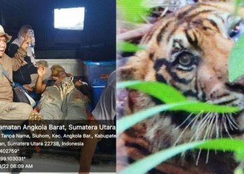 Kolase foto drh Anhar Lubis dan harimau yang menyerangnya. Istimewa