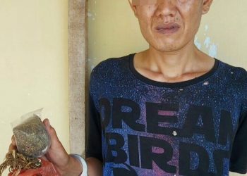 Foto pelaku memegang barang bukti ganja.